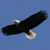 bald-eagle