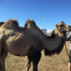 Camel1