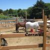 Corrals Picture 2